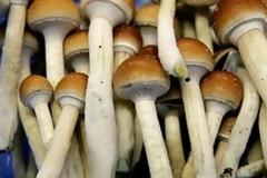 Αρχίστε τα… μανιτάρια, για να κόψετε το κάπνισμα..