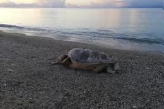 Και άλλη καρέτα – καρέτα νεκρή στη Γύρα της Λευκάδας