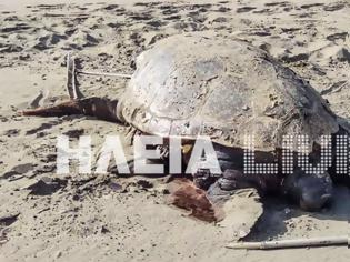 Φωτογραφία για Κατάκολο: Βρίσκουν νεκρές και χτυπημένες θαλάσσιες χελώνες στην παραλία
