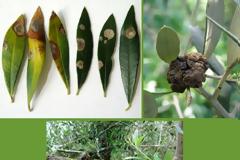 ΚΑΛΑΜΑΤΑ - Εσπερίδα για τις ασθένειες της ελιάς