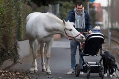 Το άλογο που πηγαίνει βόλτα μόνο του μέσα στην πόλη!