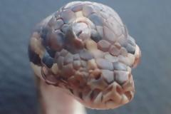 Φίδι με τρία μάτια βρέθηκε στην Αυστραλία (βίντεο)