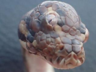Φωτογραφία για Φίδι με τρία μάτια βρέθηκε στην Αυστραλία (βίντεο)