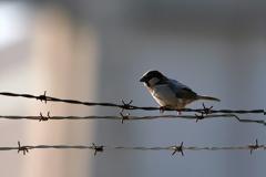 Η ζωή μετά τη φυλακή και οι προσπάθειες του Ονήσιμου να σταματήσει τον φαύλο κύκλο της παρανομίας