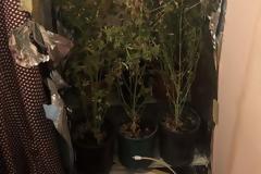 Καλλιεργούσε χασις μέσα στην ντουλάπα του σπιτιού του