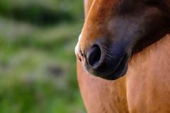 Αμφιλοχία: Πυροβόλησε άλογο με κυνηγετικό όπλο και αναζητείται