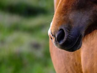 Φωτογραφία για Αμφιλοχία: Πυροβόλησε άλογο με κυνηγετικό όπλο και αναζητείται