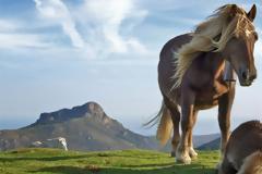 Το σημερινό άλογο δεν μοιάζει καθόλου με εκείνο της αρχαιότητας