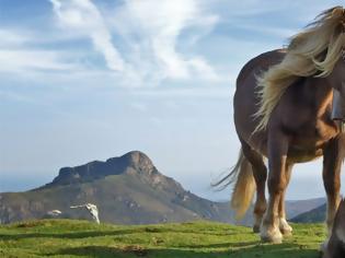 Φωτογραφία για Το σημερινό άλογο δεν μοιάζει καθόλου με εκείνο της αρχαιότητας