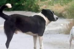 Δρυμός Βόνιτσας: Αναζητείται άνδρας που έδεσε με σύρμα τον λαιμό αδέσποτου σκύλου