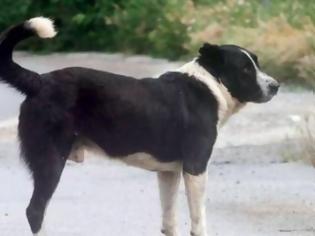 Φωτογραφία για Δρυμός Βόνιτσας: Αναζητείται άνδρας που έδεσε με σύρμα τον λαιμό αδέσποτου σκύλου
