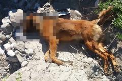 Δύο νεκρά σκυλιά απο φόλες