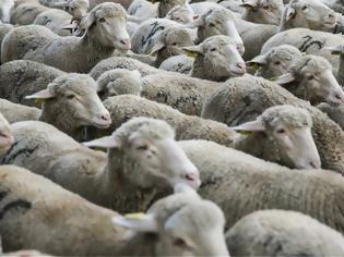 Φωτογραφία για Ζωοκλέφτες άρπαξαν τρία πρόβατα και πυροβόλησαν τα υπόλοιπα