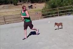 ΑΥΤΟ είναι το μικρότερο άλογο στον κόσμο, και θα σας κυνηγήσει μέχρι τέλους!… (ΒΙΝΤΕΟ)