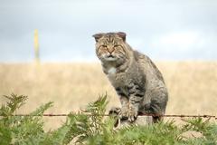 Γιατί οι Αυστραλοί κήρυξαν πόλεμο στις γάτες σκοπεύοντας μέχρι το 2020 να σκοτώσουν δύο εκατομμύρια από αυτές;