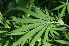 Συλλήψεις για ναρκωτικά στη Ρόδο