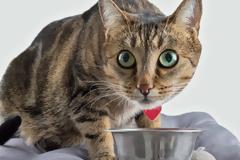 Μεσογειακές γατολιχουδιές με σαρδέλα