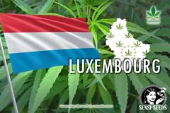 Το Λουξεμβούργο θέλει να γίνει η πρώτη χώρα στην Ευρώπη που θα νομιμοποιήσει την κάνναβη