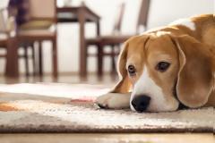 Ζηλεύει ο σκύλος;