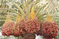 Η τροφή αυτή περιέχει διπλάσιο κάλιο ακόμη και από τις μπανάνες!