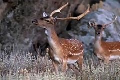 Ευχάριστα νέα για τη Ρόδο: Αυξήθηκε ο αριθμός των ελαφιών στο νησί!