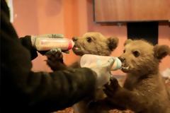 Νυμφαίο: Δύο αρκουδάκια χωρίς μητέρα προετοιμάζονται για την άγρια ζωή