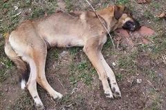 Δολοφόνησαν πάνω από 20 σκυλιά με φόλες στη Τιθορέα