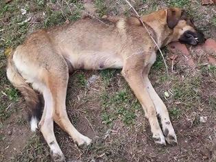 Φωτογραφία για Δολοφόνησαν πάνω από 20 σκυλιά με φόλες στη Τιθορέα