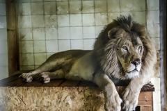 Ασφαλή τα τρία λιοντάρια από τον «χειρότερο ζωολογικό κήπο της Ευρώπης» στην Αλβανία