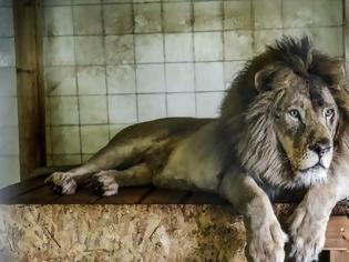 Φωτογραφία για Ασφαλή τα τρία λιοντάρια από τον «χειρότερο ζωολογικό κήπο της Ευρώπης» στην Αλβανία