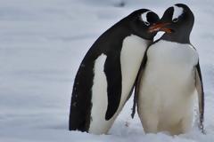 Η δεύτερη μεγαλύτερη αποικία πιγκουίνων χάθηκε σε μία νύχτα λόγω της υπερθέρμανσης του πλανήτη (vid)