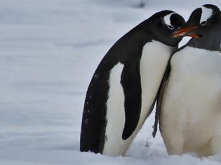 Φωτογραφία για Η δεύτερη μεγαλύτερη αποικία πιγκουίνων χάθηκε σε μία νύχτα λόγω της υπερθέρμανσης του πλανήτη (vid)
