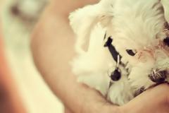 Κι οι σκυλογονείς, γονείς είμαστε