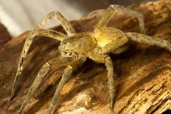 Αράχνη σε τσιμπάει και το δηλητήριο της προκαλεί 4ωρη στuση