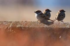 Καὶ εἶναι πάλι φυσικὸ ὅταν δὲν πιστεύουμε στὸν Θεὸ οὔτε καὶ στὸν ἄνθρωπο πιστεύουμε.