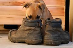 Τι πρέπει να κάνετε για να μη μυρίζουν τα παπούτσια σας;