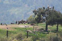 Έβρος: Γέμισε με γύπες το δάσος της Δαδιάς