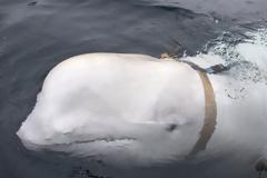 Το μυστήριο της λευκής φάλαινας: «Κατάσκοπος» της Ρωσίας ή ζώο θεραπευτικής επαφής