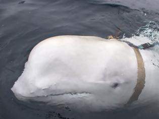 Φωτογραφία για Το μυστήριο της λευκής φάλαινας: «Κατάσκοπος» της Ρωσίας ή ζώο θεραπευτικής επαφής