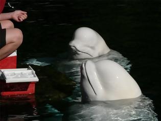 Φωτογραφία για Λευκή φάλαινα: «Κατάσκοπος» της Ρωσίας ή ζώο θεραπευτικής επαφής ο «Χβαλντιμίρ»;