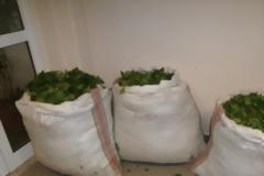 Αλβανοί ξερίζωσαν 138 κιλά «λουλούδι του Δαρβίνου»