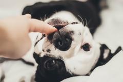 Αφεντικό μας ένας τετράποδος μπελάς!