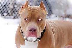 Εξαρθρώθηκε σπείρα που λήστευε περαστικούς με την απειλή ενός... πιτ μπουλ