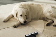 Τι χρώματα βλέπουν οι σκύλοι;