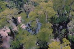 Ανακαλύφθηκε δέντρο 2.624 ετών