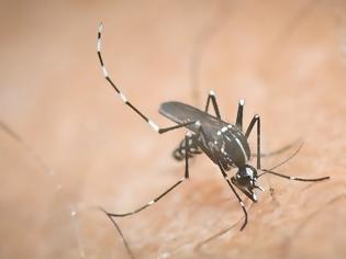 Φωτογραφία για «Ταΐστε» ζάχαρη τα κουνούπια για να μην σας «πίνουν το αίμα» - Νέα επιστημονική μελέτη