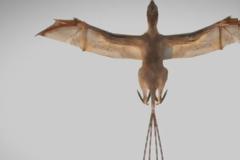 Ανακαλύφθηκε δεινόσαυρος με φτερά νυχτερίδας