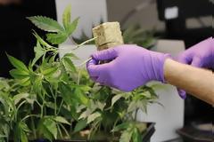 Τέλος του μήνα οι 10 πρώτες άδειες για βιομηχανική-φαρμακευτική κάνναβη