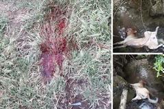 Ξηρόμερο: κατήγγειλε τον ξάδερφο του μέσω facebook πως σκότωσε σκύλο-δικογραφία από την Αστυνομία