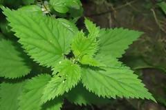 Τσουκνίδα, για αναιμία, πέτρες, ουρικό οξύ, πίεση, αιμορροΐδες, διαβήτη, ακμή